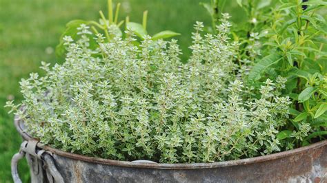 Thyme Garden | Fasci Garden