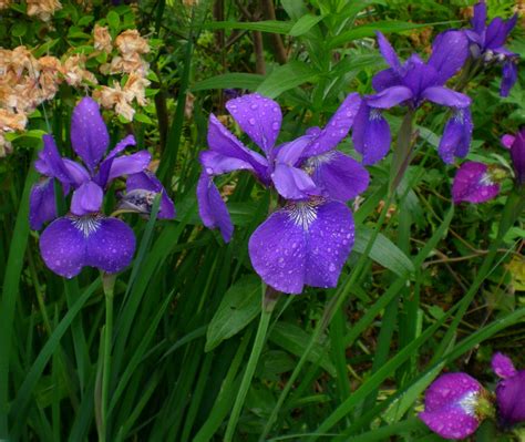 Jarvis House: Japanese Iris in the Jarvis Garden