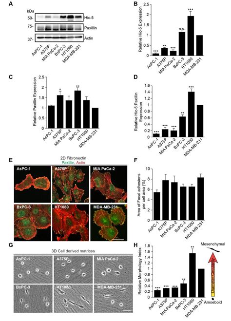 The expression of Hic-5 correlates with cancer cell morphology in 3D ...