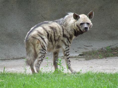 Striped Hyena-Lebanon National Animal | Wallpapers9