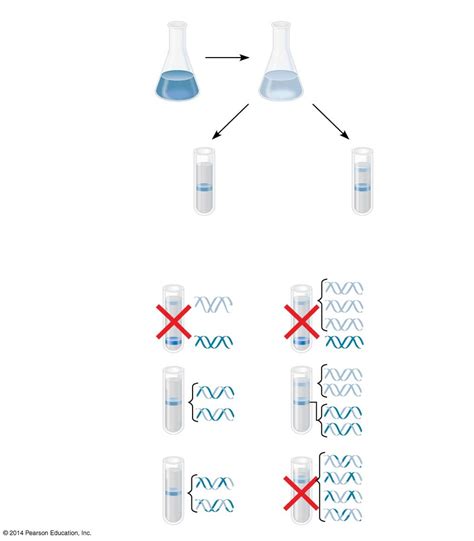 Meselson and Stahl Experiment Diagram | Quizlet