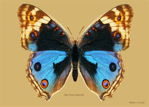 Blue Pansy Butterfly Digital Art by Walter Colvin