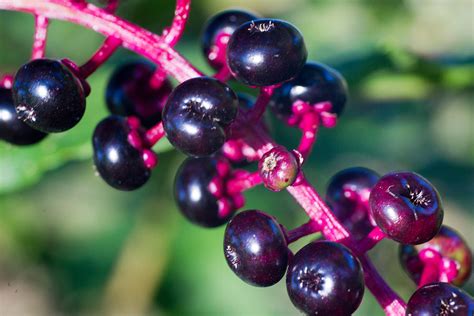 American Pokeweed Berries Photograph by Douglas Barnett