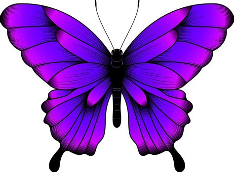 Exquisite Collection of Over 999 Beautiful Butterfly Images in Stunning ...