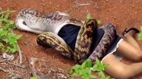 Giant anaconda eating human “MUST WATCH” THEY SWALLOW SOO BAD - YouTube