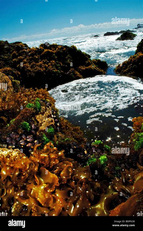 Seaweed and surf Stock Photo - Alamy