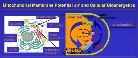 Mitochondrial Membrane Potential Services | BioAssay Systems