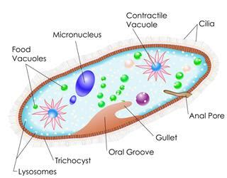 Examples of Protists