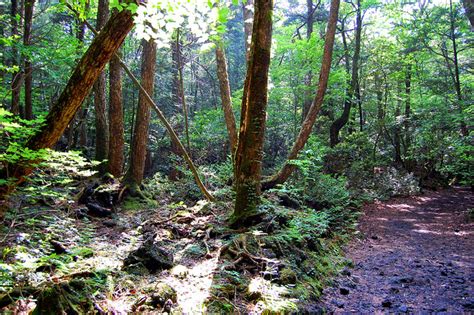 Aokigahara Forest - Aokigahara Pictures