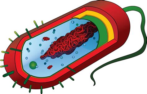 Prokaryotic Cell Unlabeled