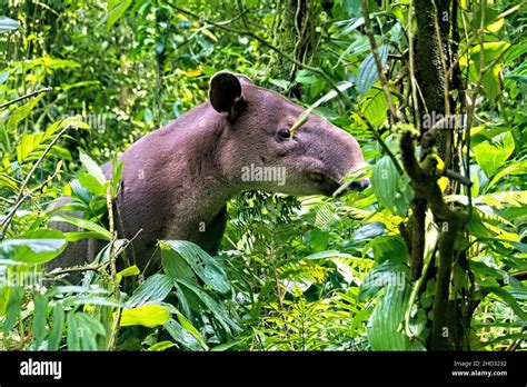 Tenorio national park wildlife hi-res stock photography and images - Alamy