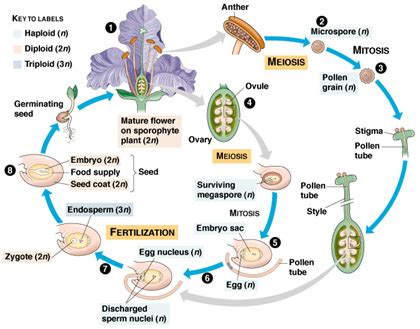 Biology 11 – Monocots, Dicots & Seeds | Mrs Dildy