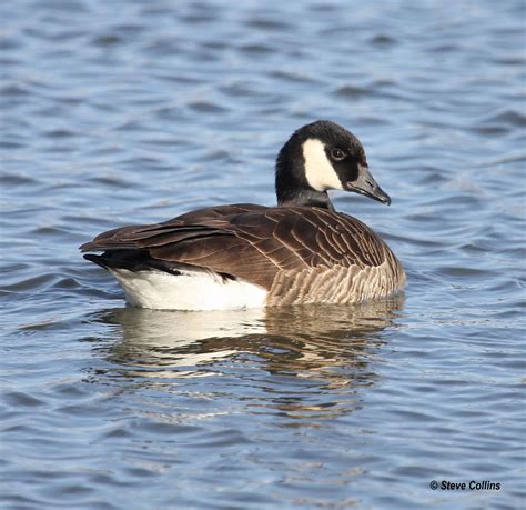 Lesser Canada Goose (B. canadensis parvipes) | A significant… | Flickr