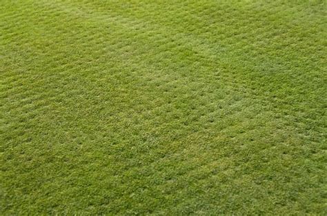 What is Lawn Aeration? | Eden Lawn Care and Snow Removal