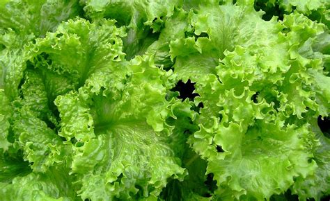 How to plant lettuce (Lactuca sativa) - dearplants.com