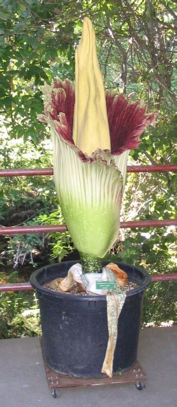 Information about "corpse_flower_may_30_2007.jpg" on amorphophallus ...