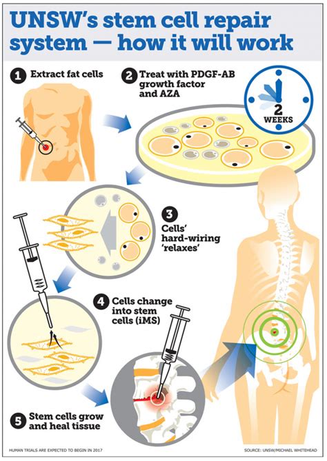 Human Stem-Cell Research – IST – Institute of Science & Technology