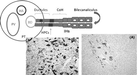 Hepatic progenitor cells in liver regeneration: current advances and ...