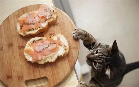 These Are the Top Salmon Cat Foods and Treats • CatPointers