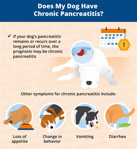 Canine Pancreatitis — Husky Haven of Florida