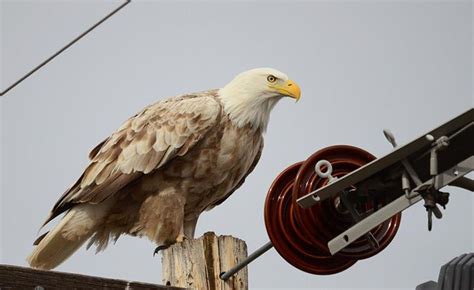 an Albino (Leukistic) Bald Eagle - gorgeous! | Rare albino animals ...