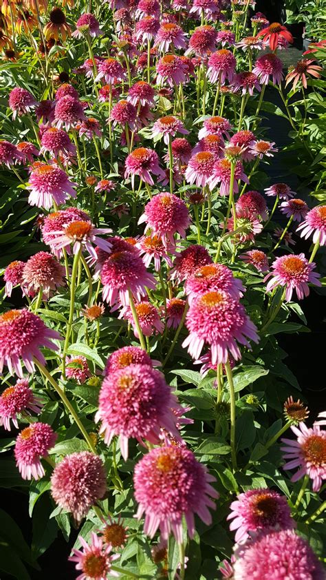 'Butterfly Kisses' Coneflower | Partial shade perennials, Full sun flowers, Zone 4 perennials