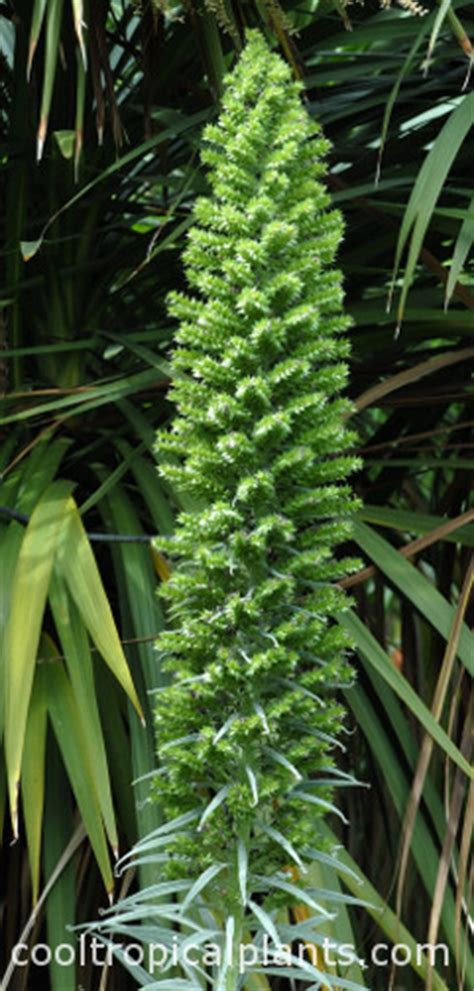 Echium wildpretii flowers