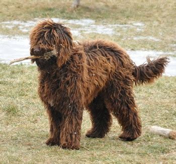 Barbet dog breeders and information in Canada - CanaDogs