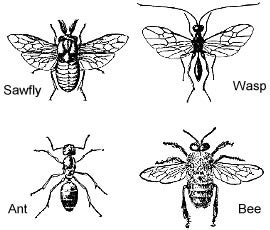 Order Hymenoptera – ENT 425 – General Entomology