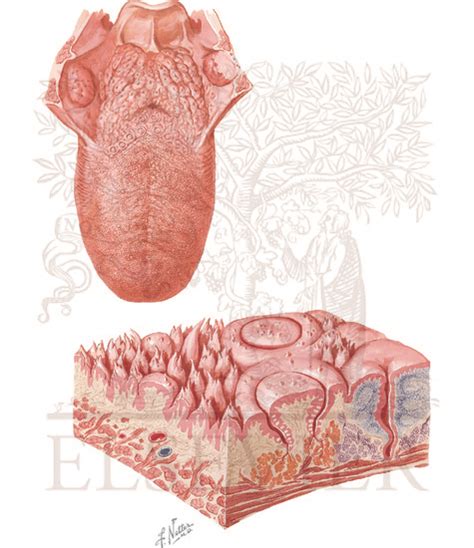 Tongue: Dorsum of tongue and schematic stereogram