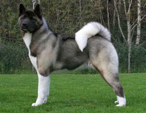 Training of Akita Shepherd (Shepkita) hybrid dog mix of Akita inu and ...