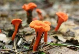 Image result for edible mushrooms in Arkansas | Chanterelle mushrooms ...