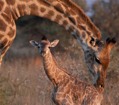 Baby Giraffe: 22 Facts About Birth, Weight, Height, and Size