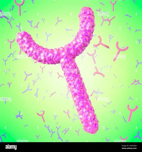 LDL receptor. Computer illustration of a low-density lipoprotein (LDL ...