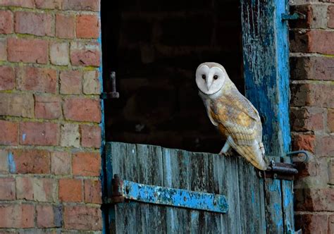 Barn Owl roosting and nesting places | Barn owl, Owl, Pet birds