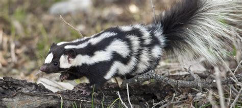 Spotted Skunks