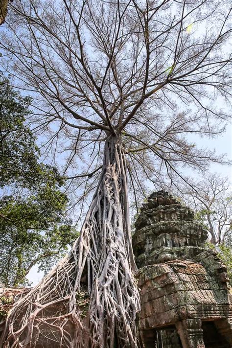 Ta Prohm, Cambodia - The Famous Jungle Temple - Julia's Album