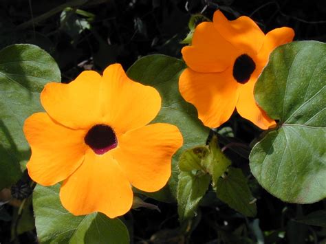 Thunbergia alata - Hortipedia