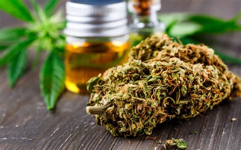 Brève | Le CBD aiderait à se détacher du cannabis