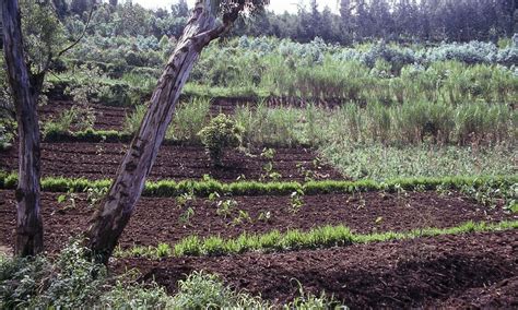 Agroforestry benefits both farmers and the environment – Wellness 101