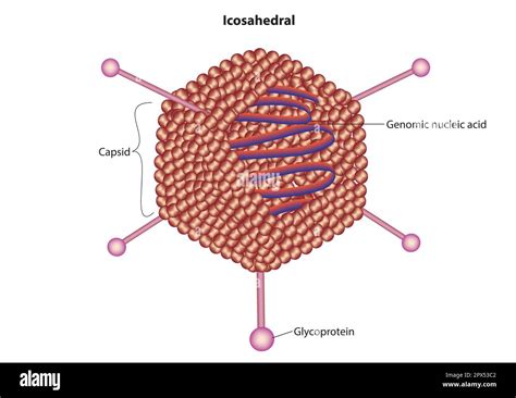 Icosahedral virus Stock Vector Images - Alamy