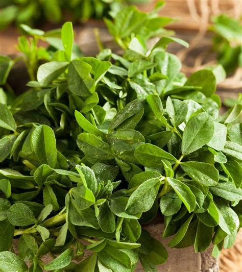 6 Best Benefits Of Fenugreek Leaves For Skin, Hair & Health