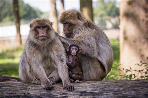 Barbary Macaque | Woburn Safari Park