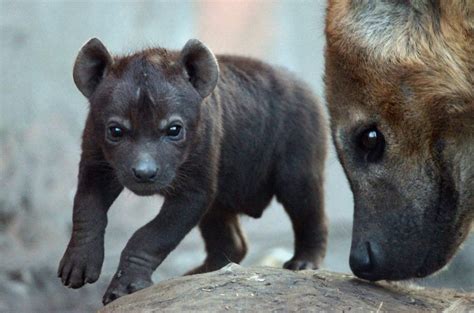 Miracle Hyena Gives Birth To Cubs While Fighting To Stay Alive In Hunting Trap