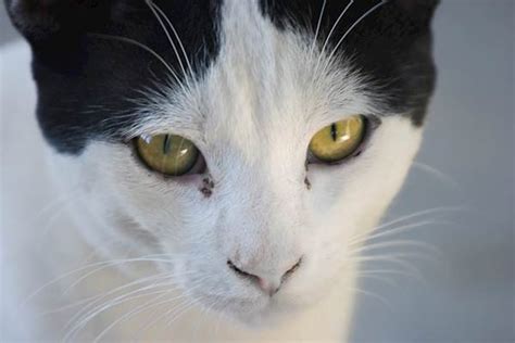 Cat Eye Discharge - How to Treat Different Types of Feline Eye Issues | PetCareRx