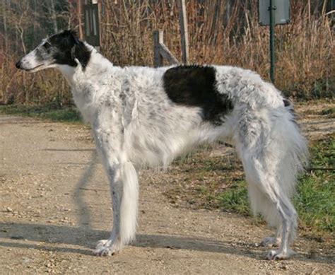 Borzoi Breed Guide - Learn about the Borzoi.