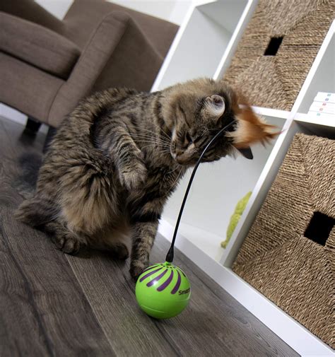 The 10 Best Interactive Cat Toys (Update in 2023) - I Love My Sweet Cats