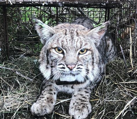 Bobcat Habitat Selection in the Working Lands of Southern Texas – Texan ...