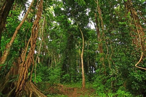 The Amazing Forests of Andaman in Pictures ~ The Wandering Soul's ...