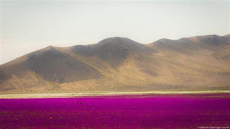 Chile's Atacama desert in bloom – DW – 10/08/2022